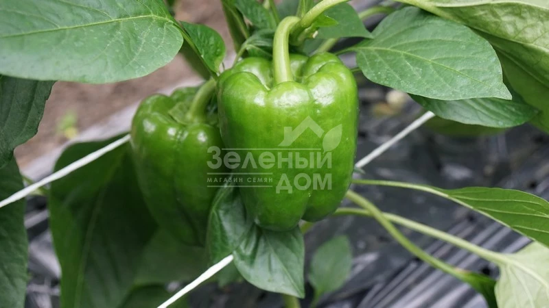 Геркулес F1 / Hercules F1,75 дней фото 4