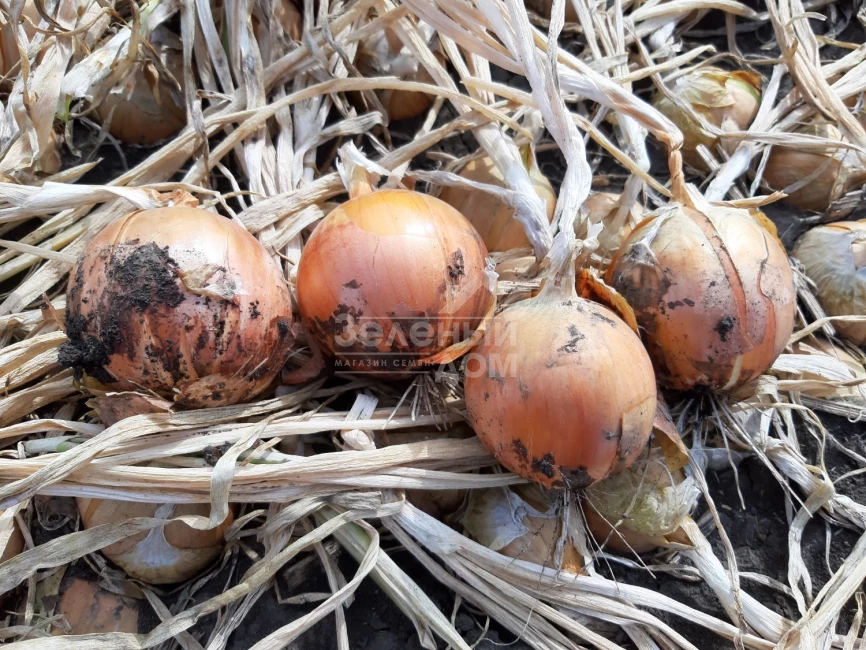 Джела F1 / Dzhela F1, 100-110 дней фото 1