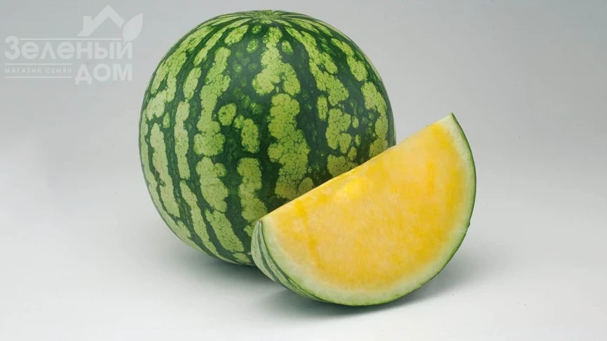 Пекин F1 / Pekin F1 фото 1