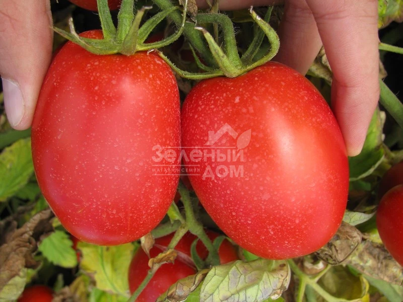 Пьетра Росса F1 / Petra Rossa F1,115 дней фото 5