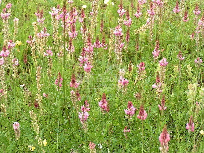 Эспарцет / Espartset фото 2