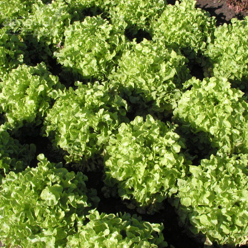 Дубаголд / Dubagold фото 1