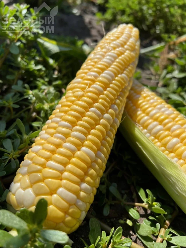 Сприц F1 / Spritz F1, 73-74 дня фото 6