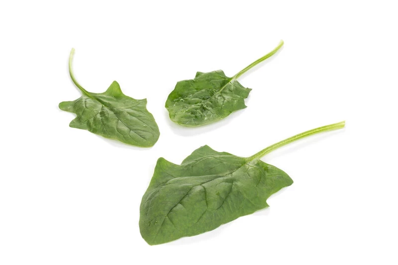 Пума F1 / Puma F1 фото 2