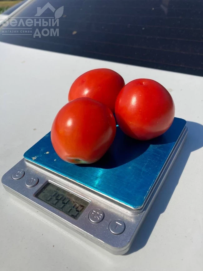 НМ 5900 F1, 115-120 дней фото 1