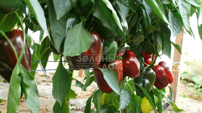 Стрит F1 / Street F1 фото 2