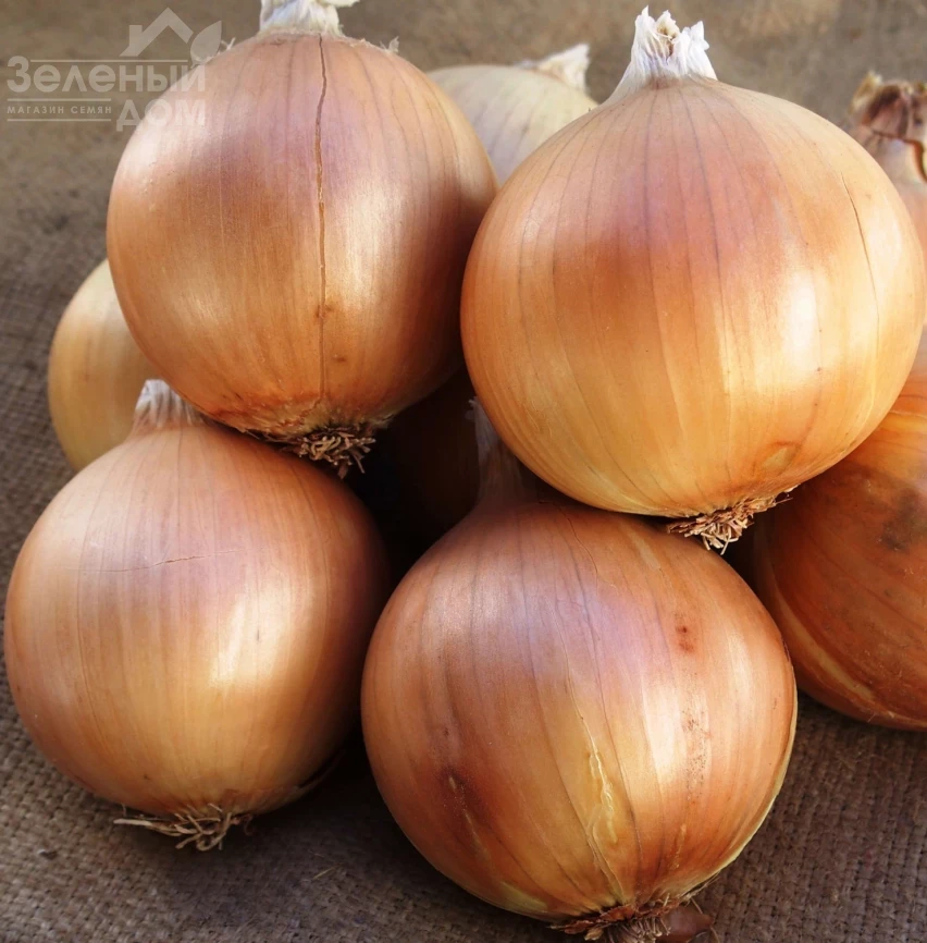 Аурели / Aureli, 135-140 дней фото 1