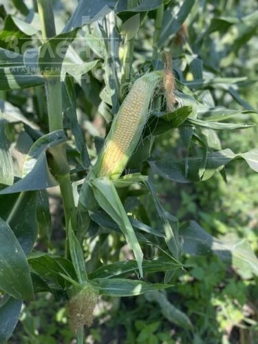 Гейзер F1 / Heyzer F1, 72 дня фото 3