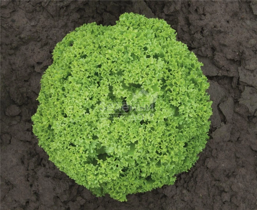 Биондонна / Biondonna,45-50 дней фото 2