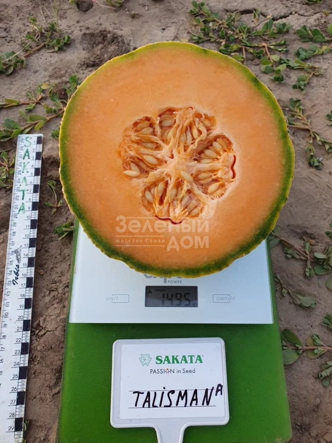 Талисман F1 / Talisman F1 фото 2