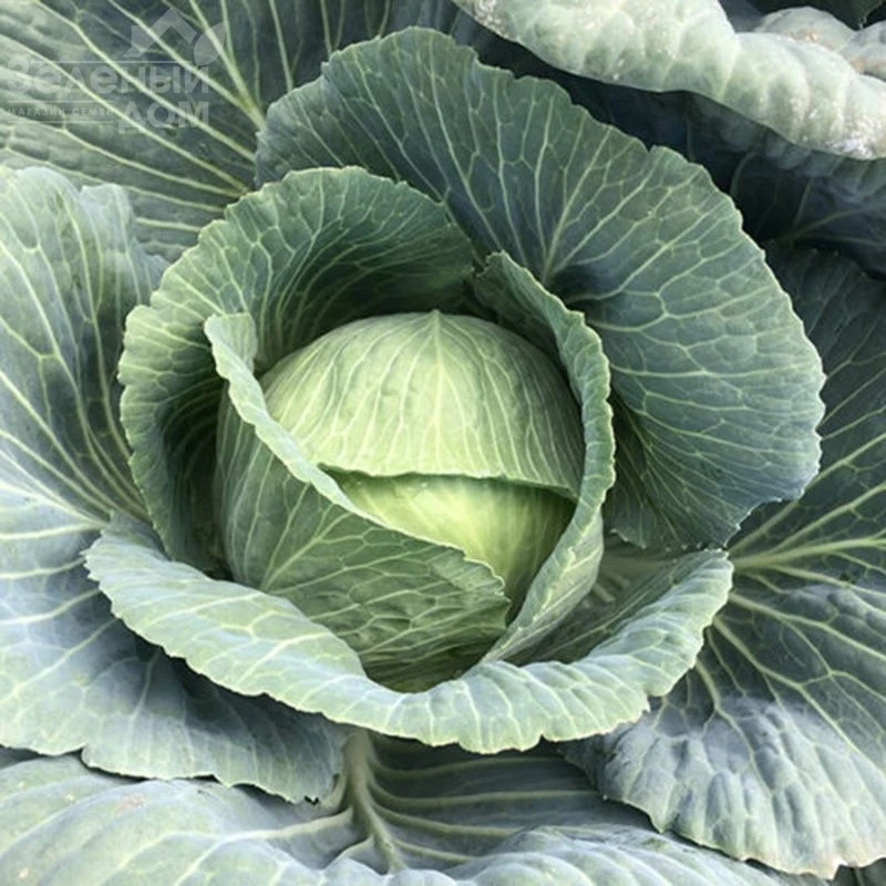 Кентукки F1 / Kentukky F1,80-85 дней фото 5