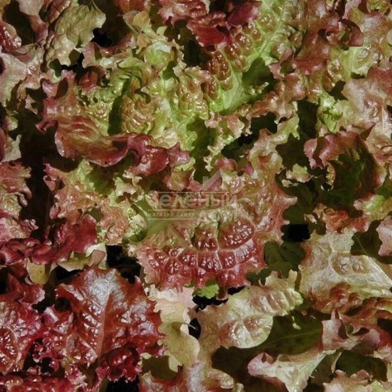 Роден / Roden фото 1