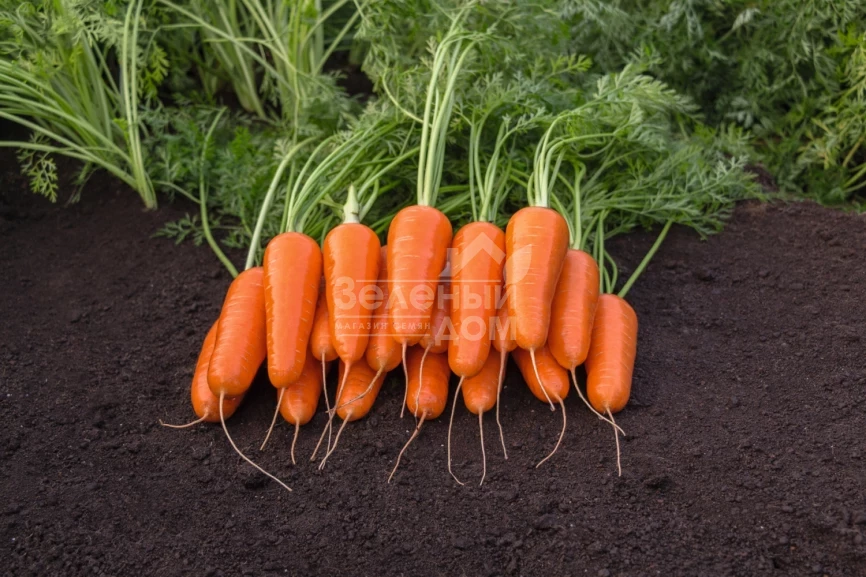 Каспий F1 / Caspi F1 фото 1