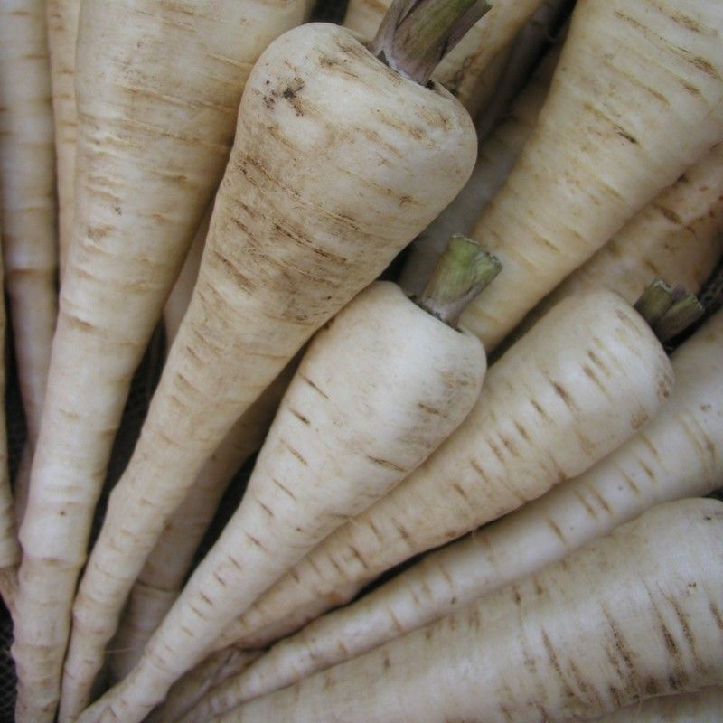 Белас / Bielas,140-150 днів фото 1