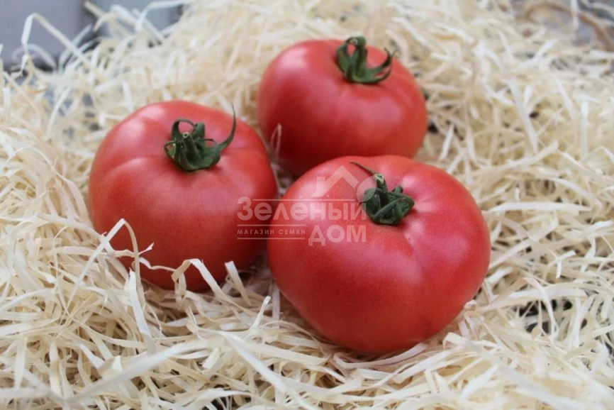 Дейзи (PL 6210) / Daisy (PL 6210) фото 1