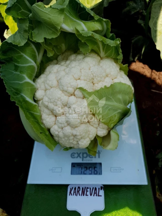 Карневал F1 / Karneval F1, 65-75 дней фото 2