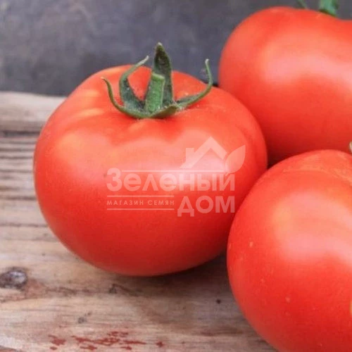 Хиларио F1 / Hilario F1,90-100 дней фото 1