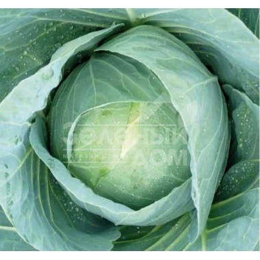 Бухарест F1 / Bucharest F1,82-87 дней фото 1