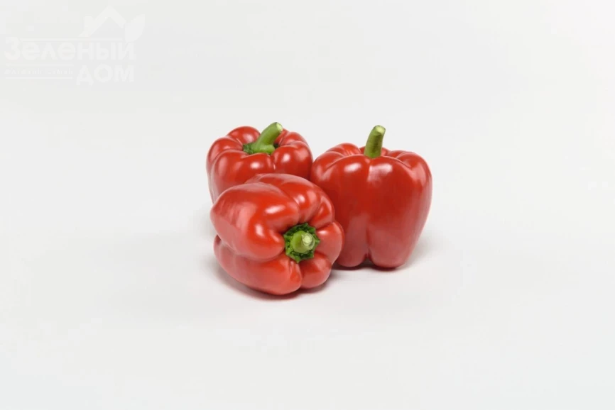 Чайка F1 / Chayka F1, 70-75 дней фото 2