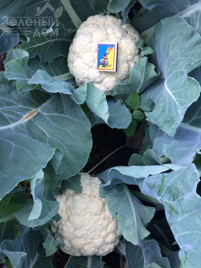 Софи (INX 1074) F1 / Sofi (INX 1074) F1, 75-80 дней фото 1