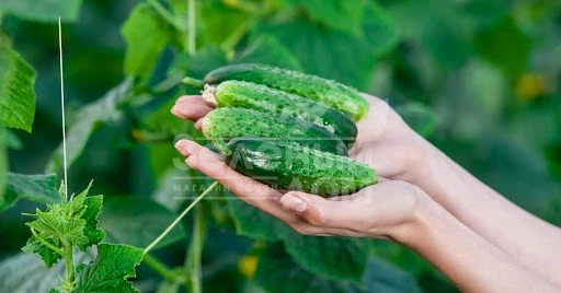 Чайковский F1 / Chaikovskiy F1,40 дней фото 3