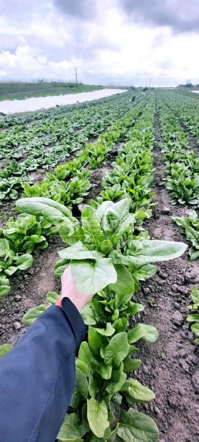 ПВ 1026 F1 / PV 1026 F1 фото 2