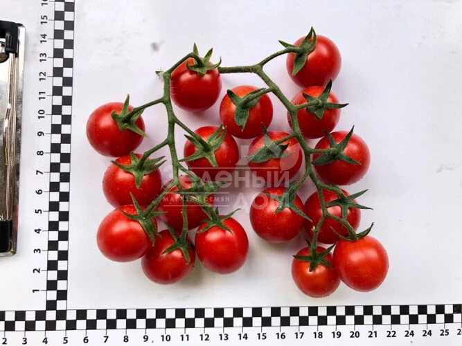 Дредд F1 / Dredd F1, 95 дней фото 4