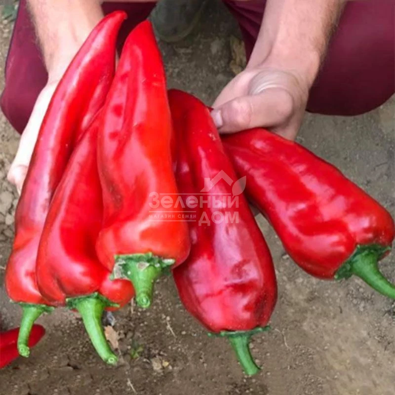 Корнелия F1 / Korneliya F1 фото 2