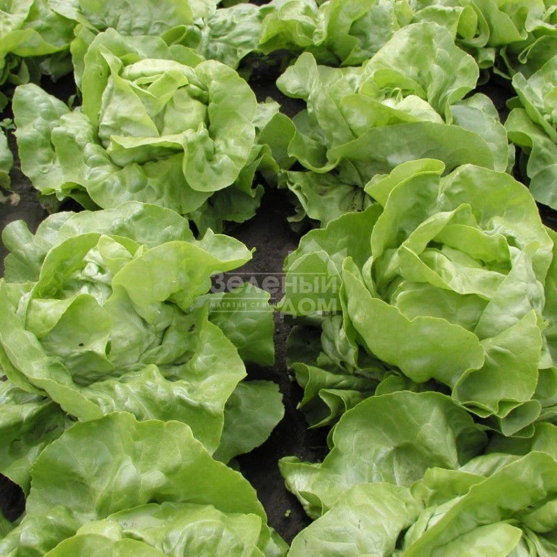 Маршал / Marshal фото 1