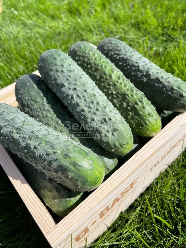 Элитор F1 / Elitor F1 фото 1