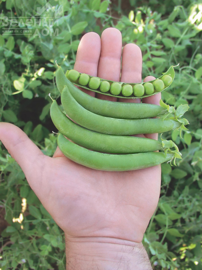 Оскар / Oskar фото 1