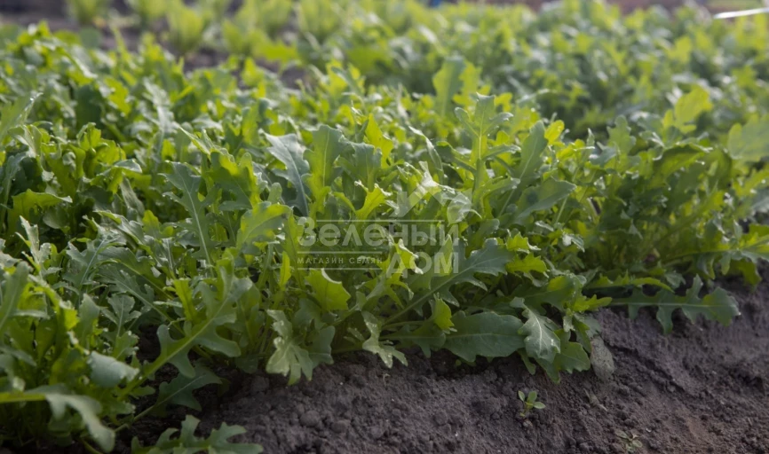 Джолизия / Jolizia фото 2