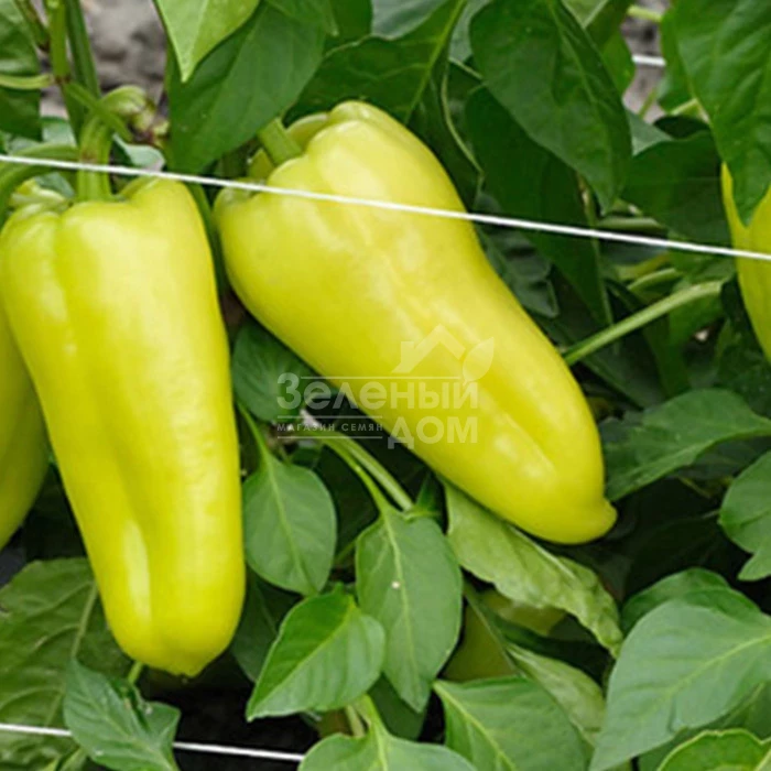 Пироуэт F1 / Pirouet F1  фото 2