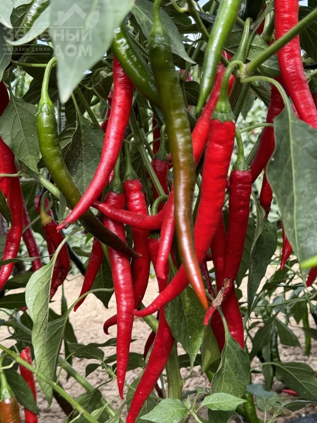 Фуего F1 / Fuego F1, 50-55 дней фото 4