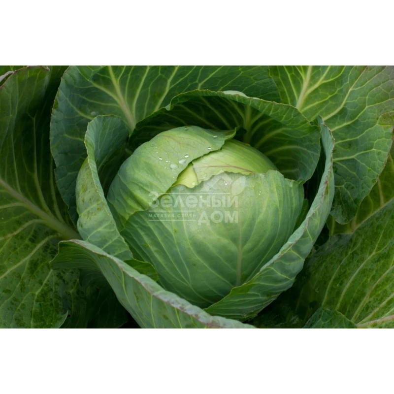 Киластрес F1 / Kilastres F1,120-125 дней фото 1