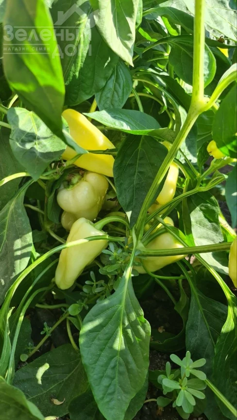 Сонетт F1 / Sonett F1, 70-75 дней фото 6