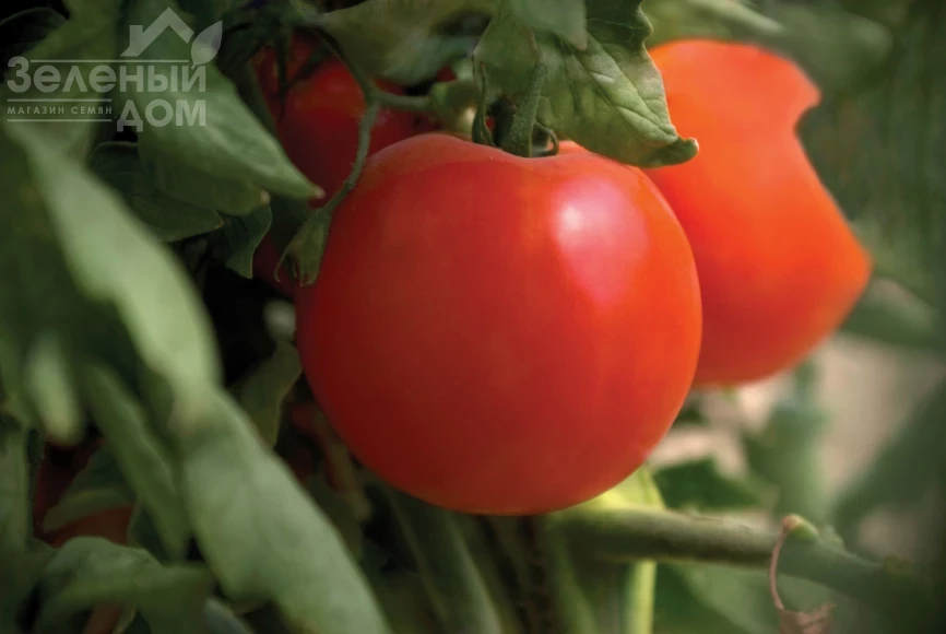 Джампакт F1 / Jampakt F1, 65-70 дней фото 1