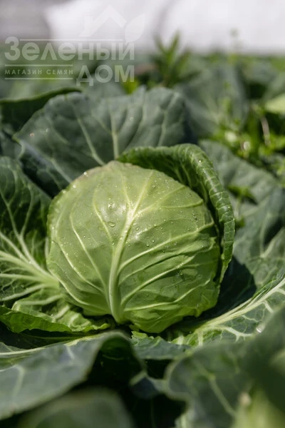 Фелиссима F1 / Felissima F1, 55-60 дней фото 1