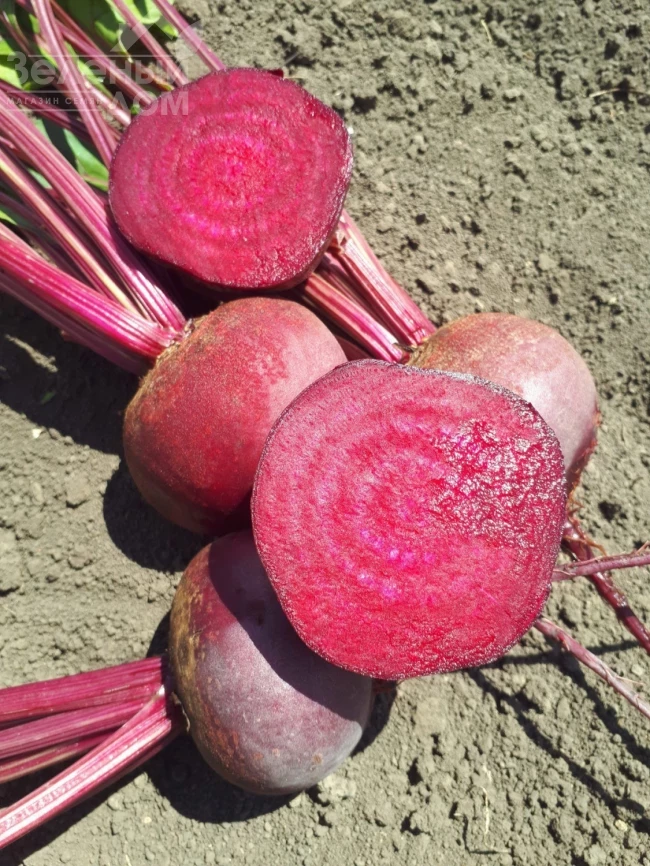 Привилегия F1 (CRX 409 F1) / Privelege F1 (CRX 409 F1), 100-105 дней фото 2