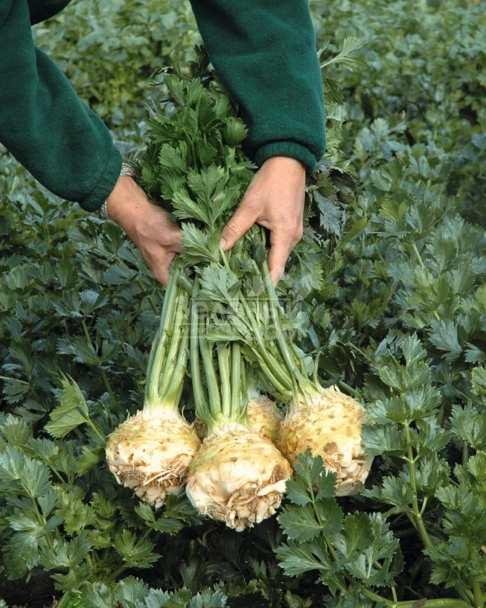 Балена / Balena,140 дней фото 2