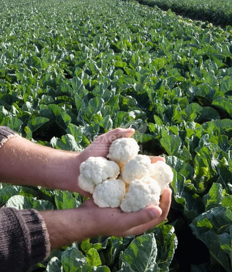 Альтамира F1 / Altamira F1,86 дней фото 1