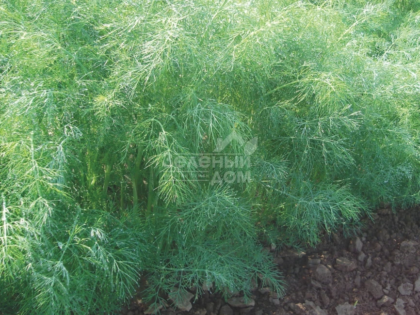 Голдкрон / Goldkrone фото 3