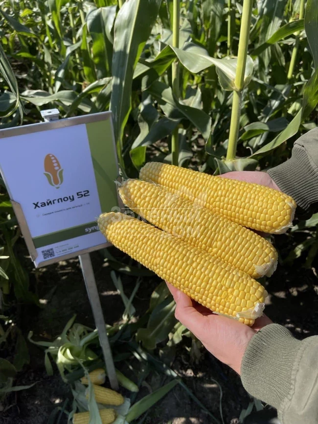 Хайглоу F1 / Highglow F1 фото 1