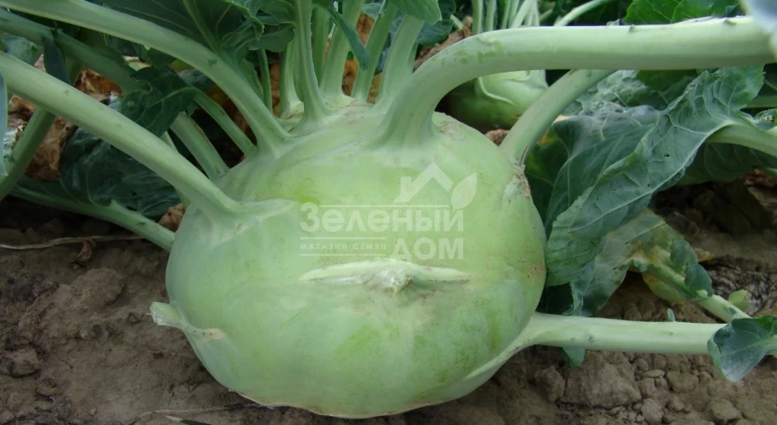 Гигант / Gigant,130-150 дней фото 1