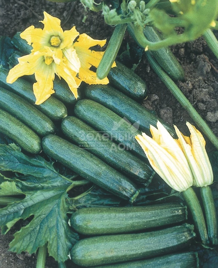 Лейла F1 / Leila F1 фото 2