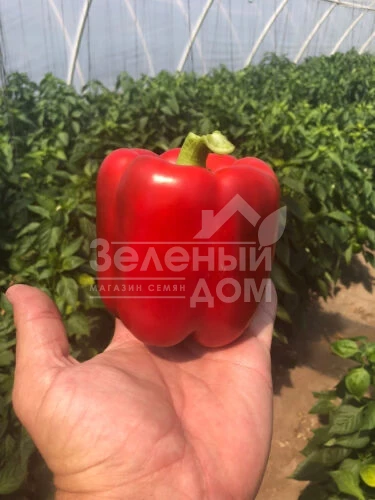 Стрит F1 / Street F1 фото 3