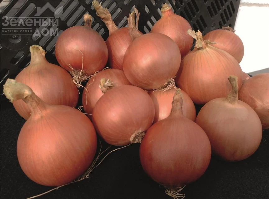 Пантано F1 / Pantano F1 фото 1