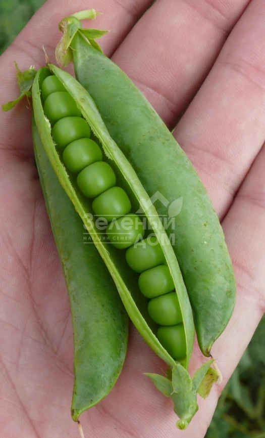 Мегасайз / Megasayz, 55-60 дней фото 2