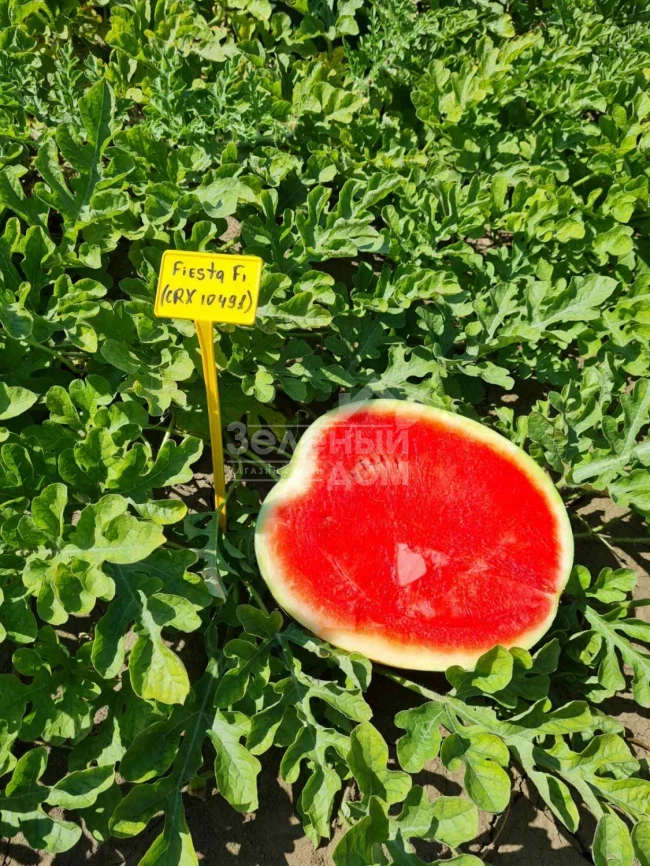 Фиеста F1 /  Fiesta F1 (CRX 10491), 55 дней фото 1