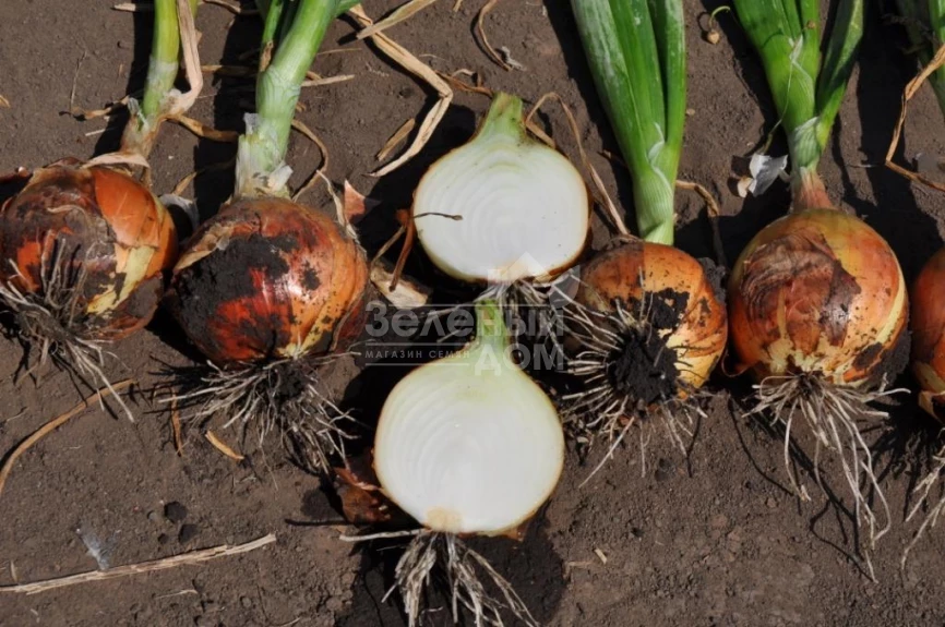 Голд Стар F1 / Gold Star F1, 120-125 дней фото 2